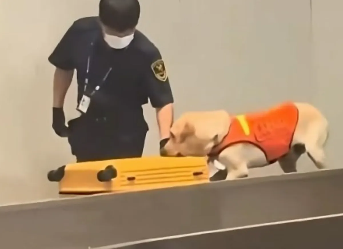緝毒犬抓行李箱藏禁品！打開全場傻眼